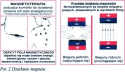 Opaska magnetyczna na kolano wciągana Butterfly